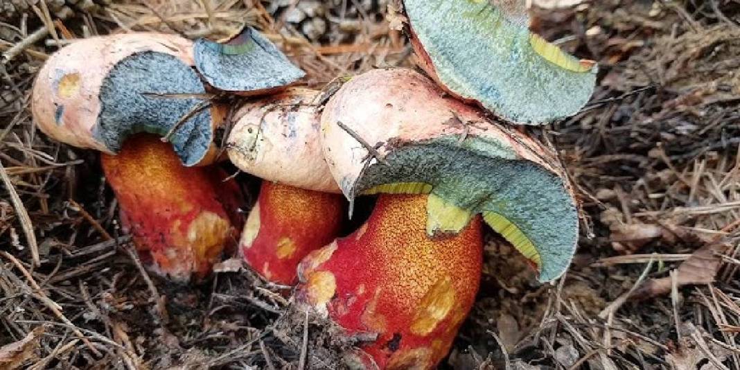 Ormandan mantar toplayanlar dikkat! Türkiye'deki zehirli mantarları ayırt etmenin altın kuralı ortaya çıktı 2